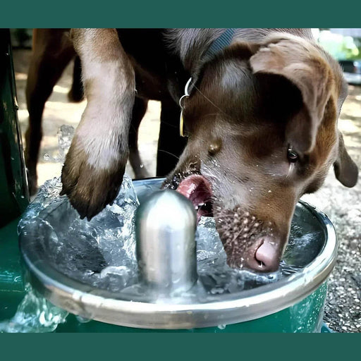 Stern Williams 5325-90-GR Exterior Pedestal Drinking Fountain with Pet Station - The Fountain Direct