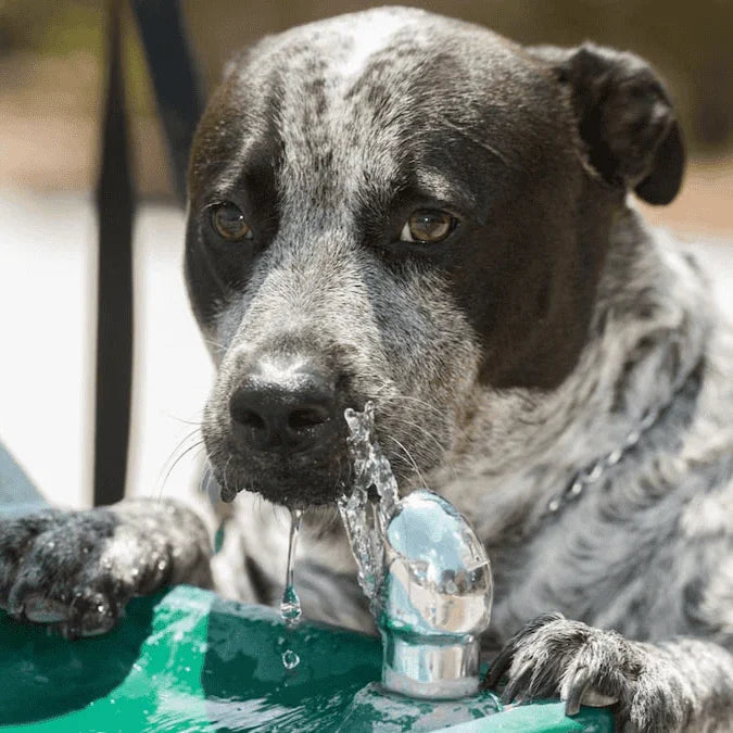 Stern-Williams 9000 Single Pet Fountain – Durable, Vandal-Resistant & Frost Proof Options - The Fountain Direct