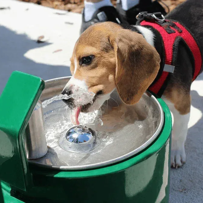 Outdoor Pet-Friendly Drinking Fountains That Last - The Fountain Direct