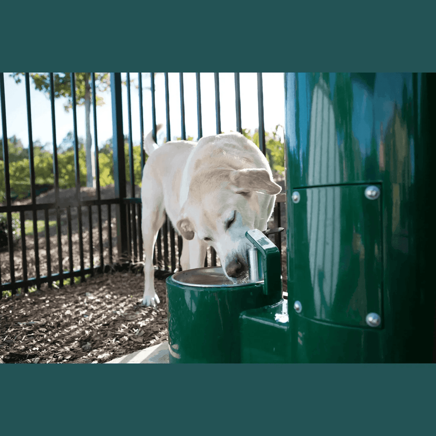 Choosing an Outdoor Dog Drinking Station - The Fountain Direct