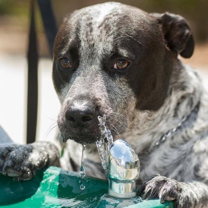 Pet Friendly - The Fountain Direct