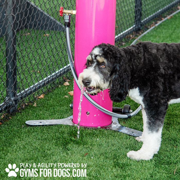 Dog using Cool Dog Easy Flow water fountain