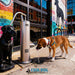 Cool Dog water fountain color range