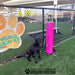 Dog drinking from Cool Dog Easy Flow portable fountain