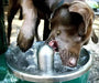 Stern Williams 5325-90-GR Exterior Pedestal Drinking Fountain with Pet Station - The Fountain Direct
