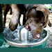 Stern Williams 5325-90-GR Exterior Pedestal Drinking Fountain with Pet Station - The Fountain Direct 