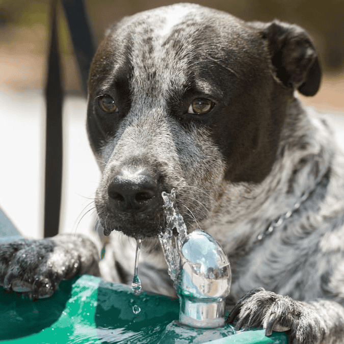 Stern Williams 5325-90-GR Exterior Pedestal Drinking Fountain with Pet Station